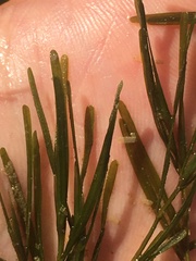 Potamogeton berchtoldii