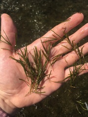 Potamogeton berchtoldii