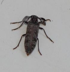 Rhipiceridae