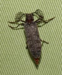 Rhipiceridae
