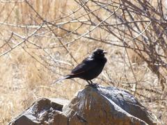 Onychognathus nabouroup