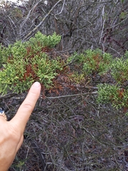 Cupressus forbesii