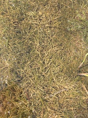 Potamogeton berchtoldii