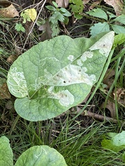Calycomyza flavinotum