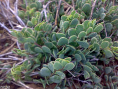 Roepera sessilifolia