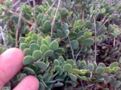 Roepera sessilifolia