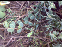 Roepera sessilifolia
