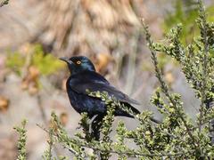 Onychognathus nabouroup