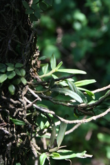 Angraecum conchiferum