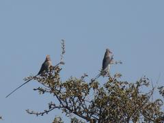 Urocolius indicus transvaalensis