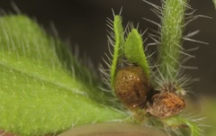 Lithospermum matamorense