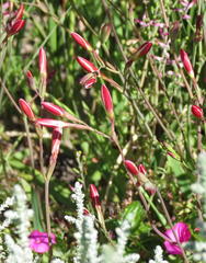 Hesperantha cucullata