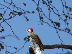 Campethera bennettii bennettii