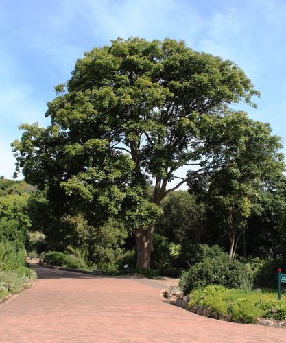 Khaya anthotheca