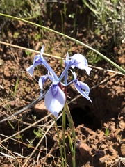 Moraea tripetala tripetala