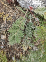 Potentilla sericea