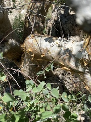 Commiphora glaucescens