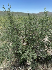 Commiphora glaucescens