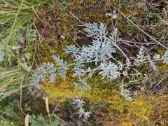 Phlojodicarpus sibiricus