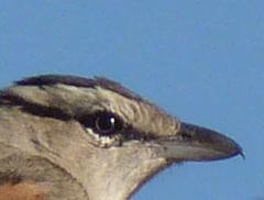 Tchagra australis australis