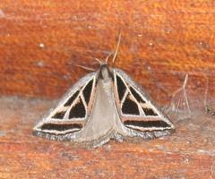 Pseudomaenas directa