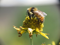 Bombus rufocinctus