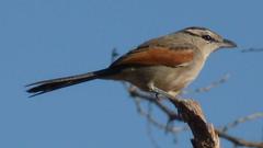 Tchagra australis australis