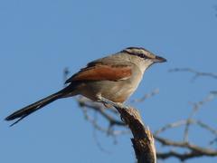 Tchagra australis australis