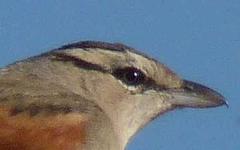 Tchagra australis australis