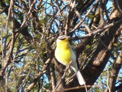 Emberiza flaviventris kalaharica