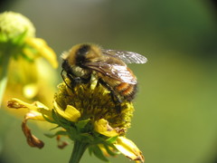 Bombus rufocinctus