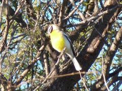 Emberiza flaviventris kalaharica