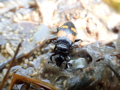 Nicrophorus defodiens