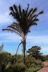 Raphia australis