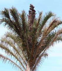 Raphia australis