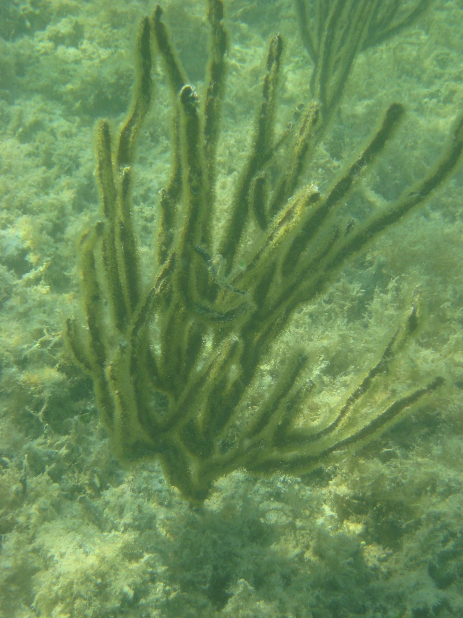 Pterogorgia anceps (Pallas, 1766)