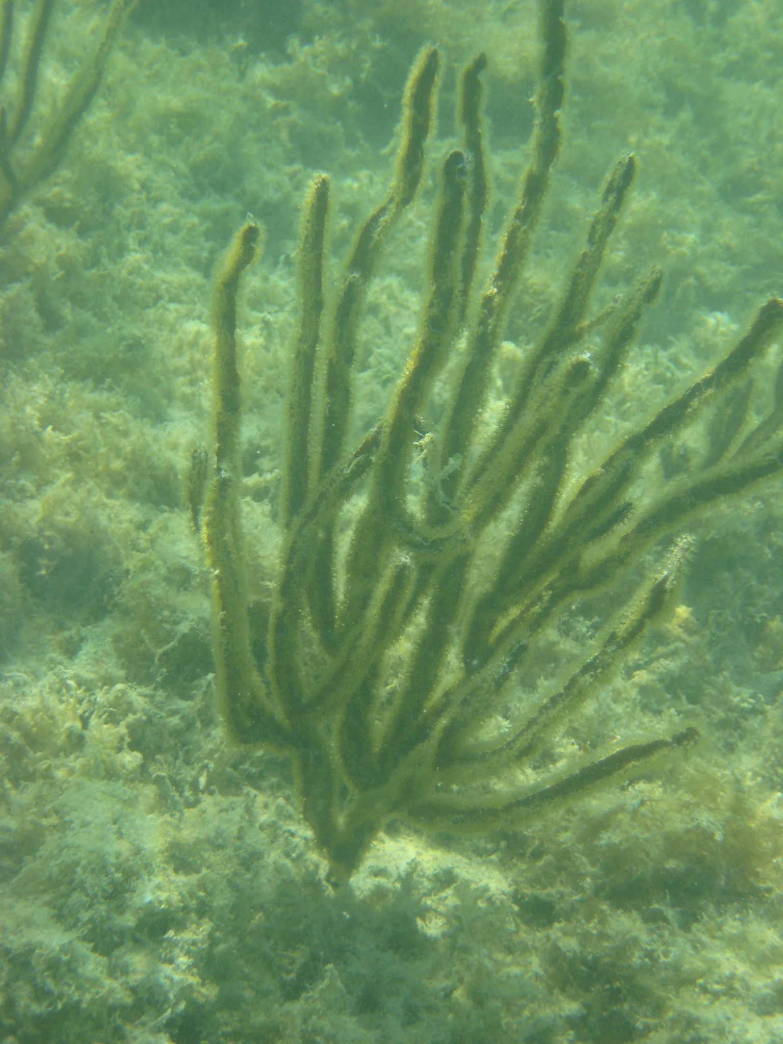 Pterogorgia anceps (Pallas, 1766)