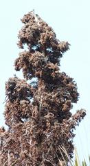 Raphia australis