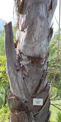 Raphia australis
