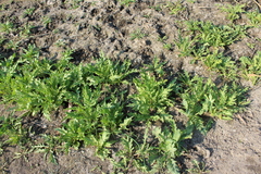 Tephroseris palustris