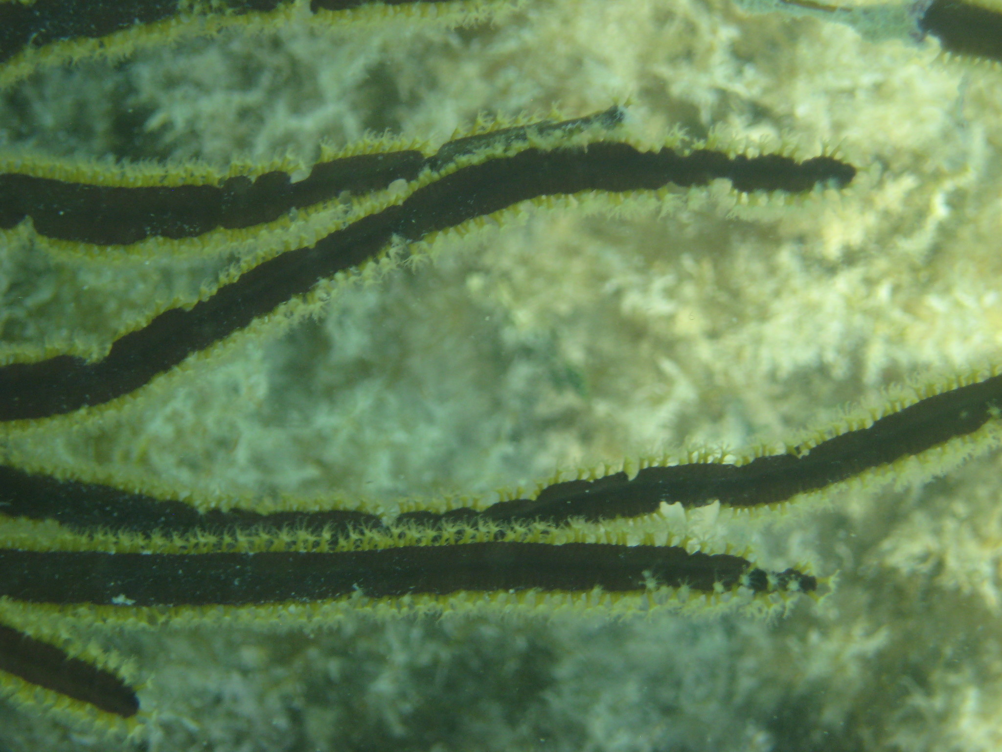 Pterogorgia anceps (Pallas, 1766)