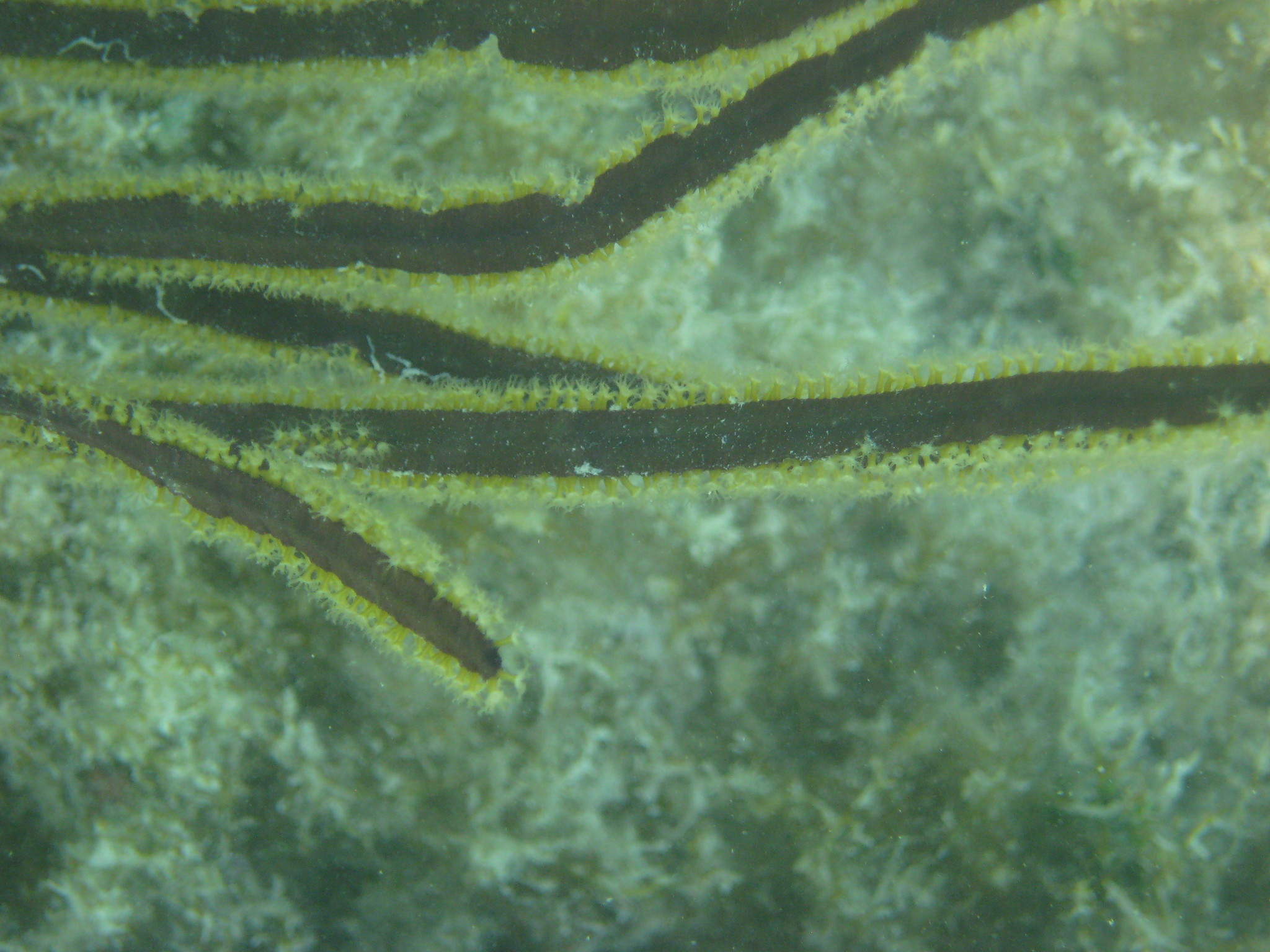 Pterogorgia anceps (Pallas, 1766)
