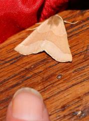 Drepanogynis cnephaeogramma