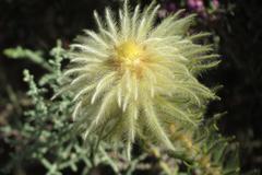 Phylica pubescens pubescens