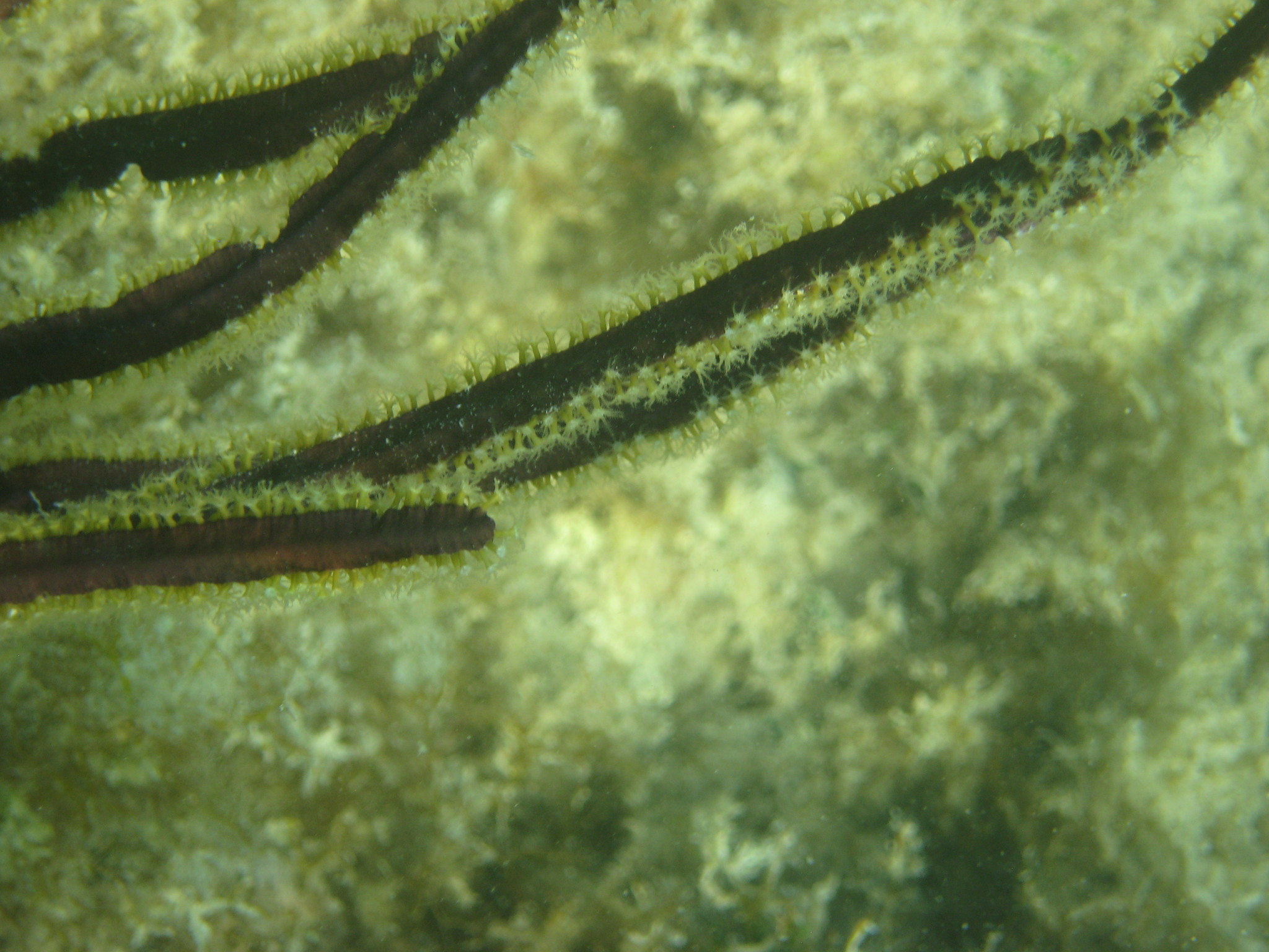 Pterogorgia anceps (Pallas, 1766)