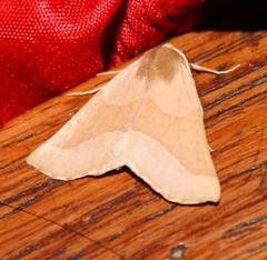 Drepanogynis cnephaeogramma