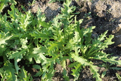 Tephroseris palustris