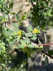 Euphorbia guerichiana image