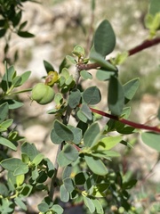 Euphorbia guerichiana image