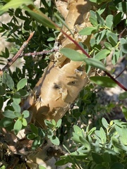 Euphorbia guerichiana image